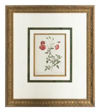 A Set of Six Chromolithographs of Roses after Pierre Joseph Redouté