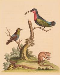 Seven English Hand-Colored Engravings After George Edwards (English, 1694-1773)