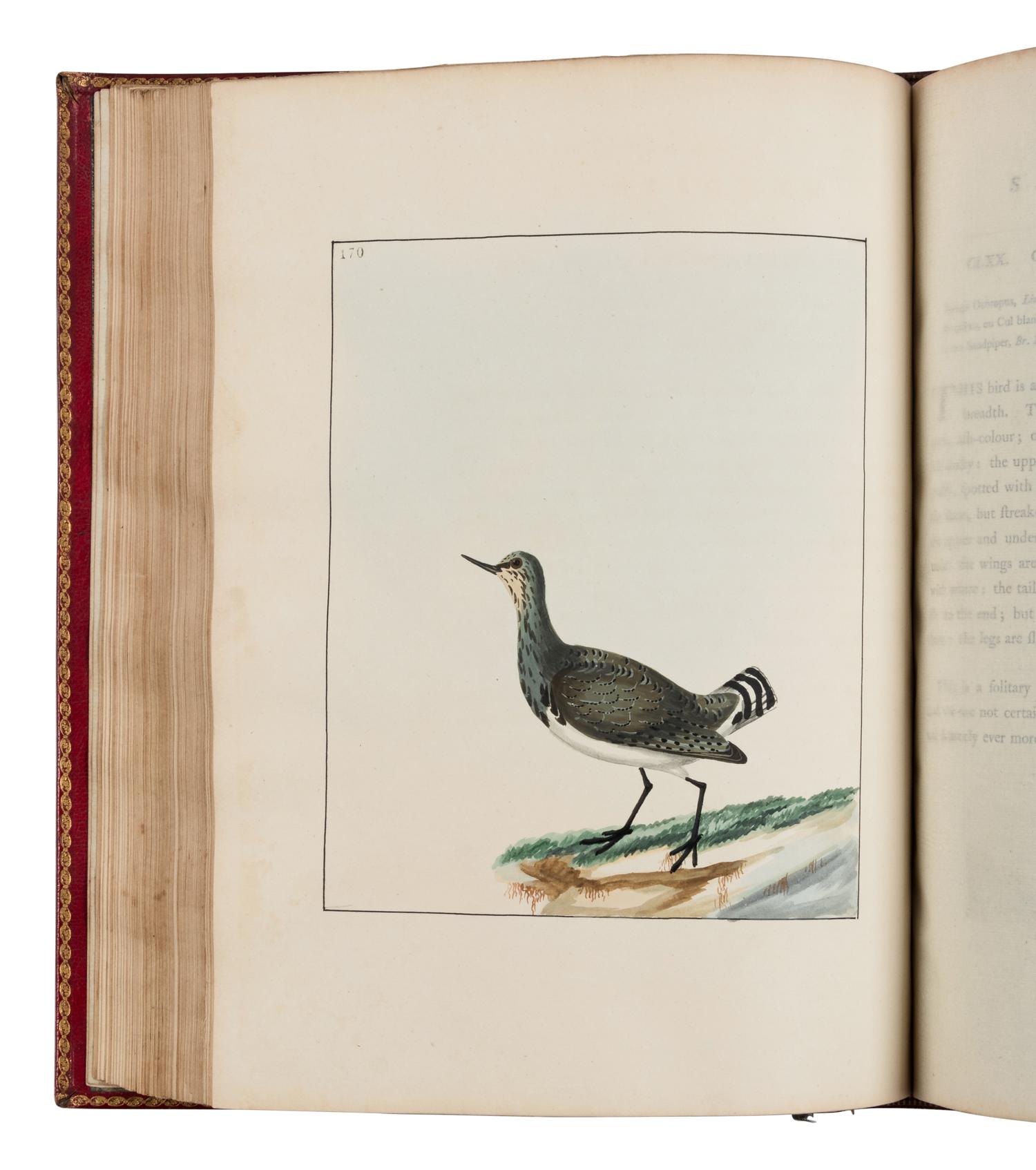 [NATURAL HISTORY]. LEWIN, William (1747-1795). The Birds of Great-Britain with their Eggs . London: Printed for the author, 1789-1794.