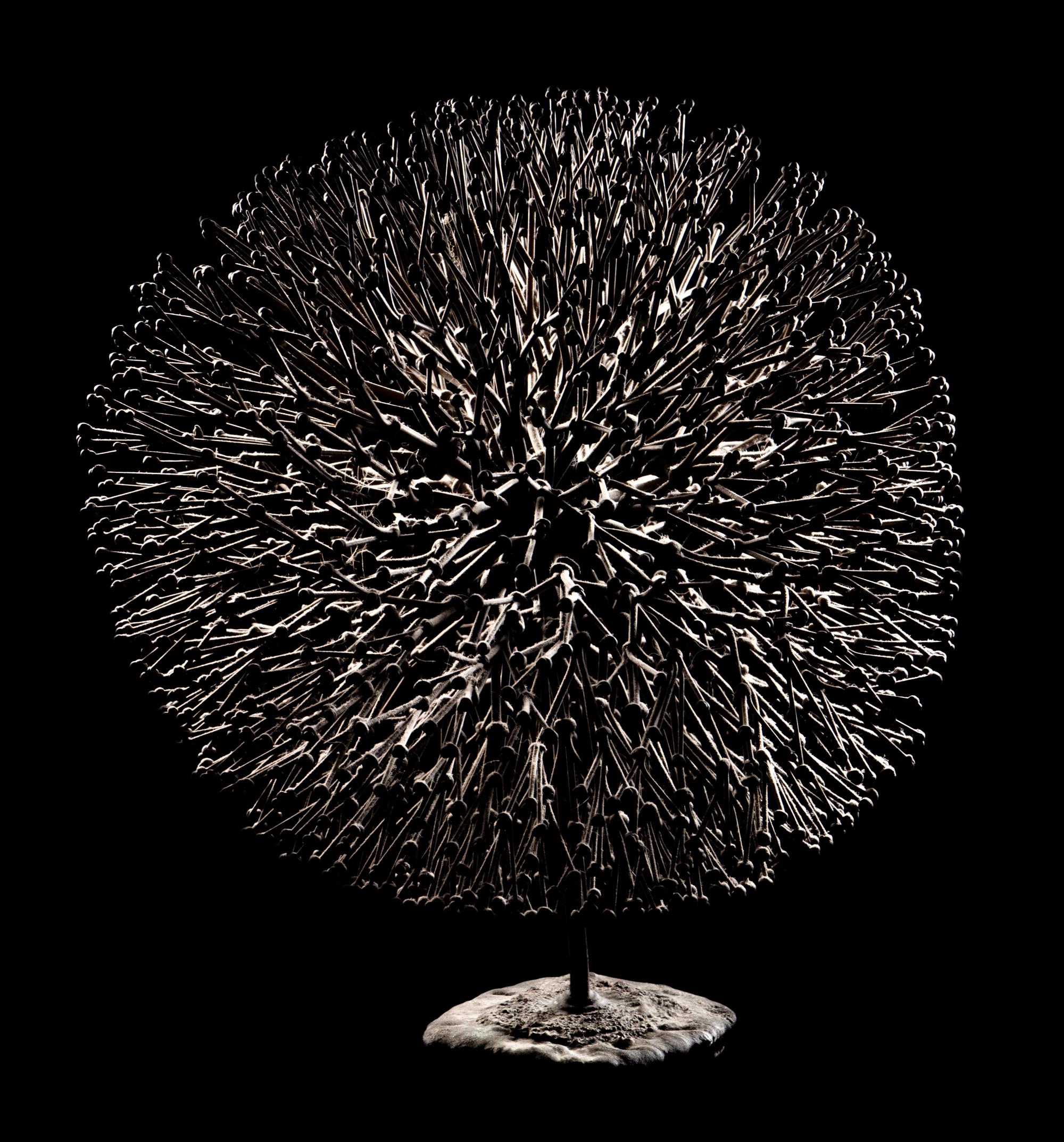 Untitled (Bush)