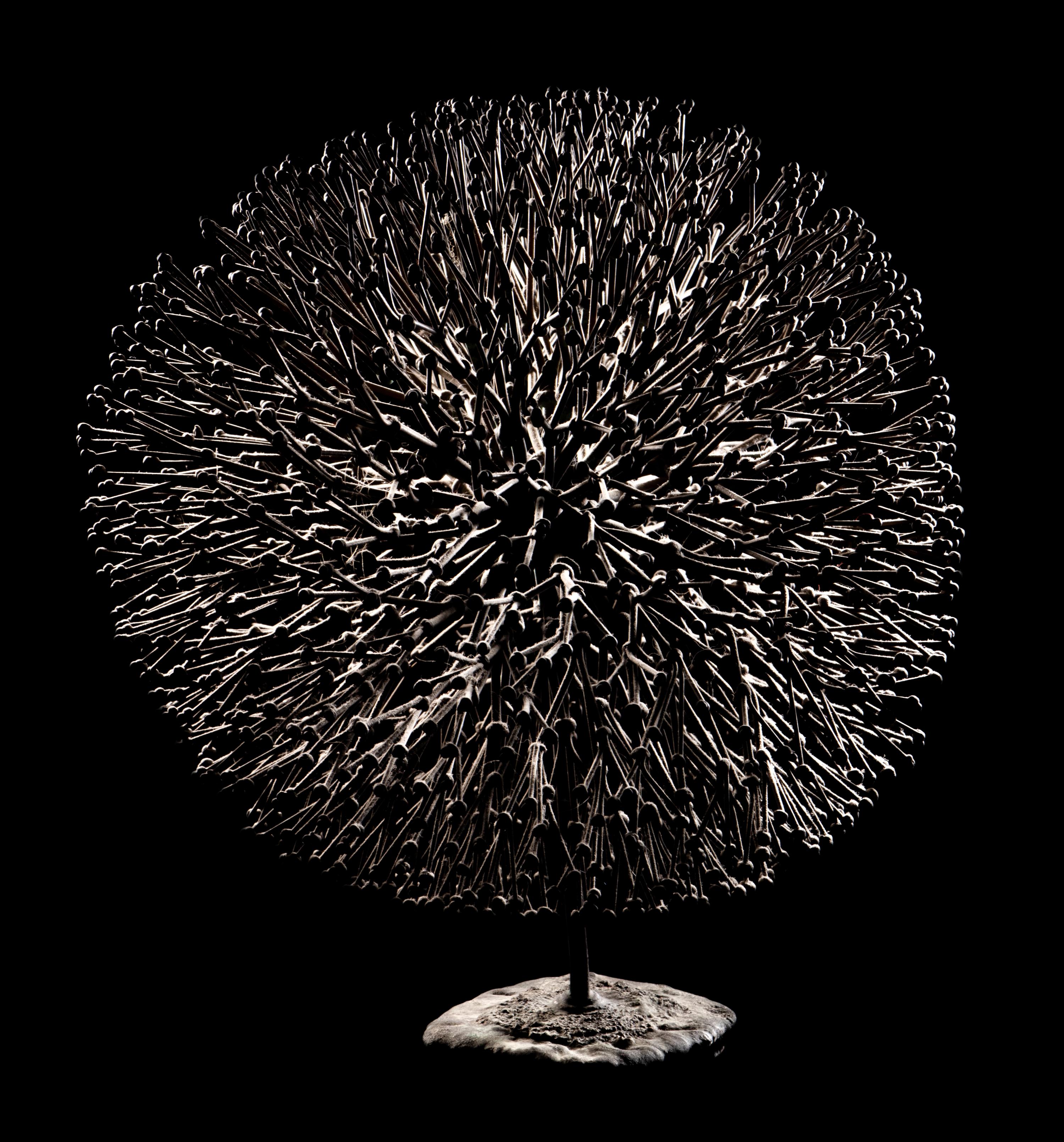 Untitled (Bush)