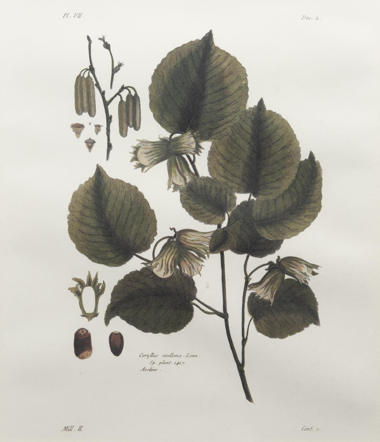 Two Framed Botanical Prints