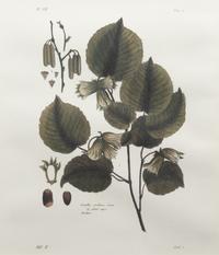 Two Framed Botanical Prints