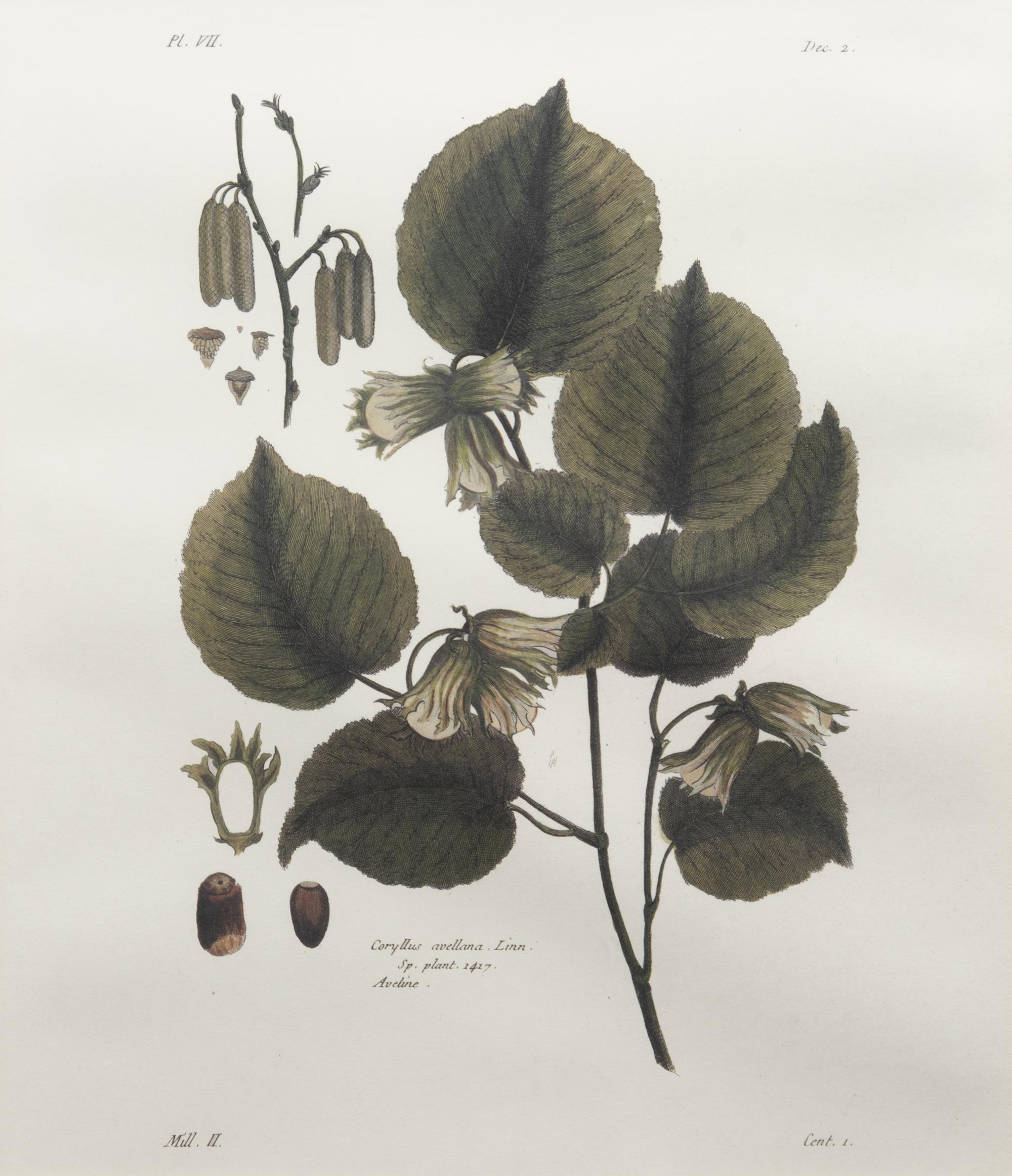 Two Framed Botanical Prints