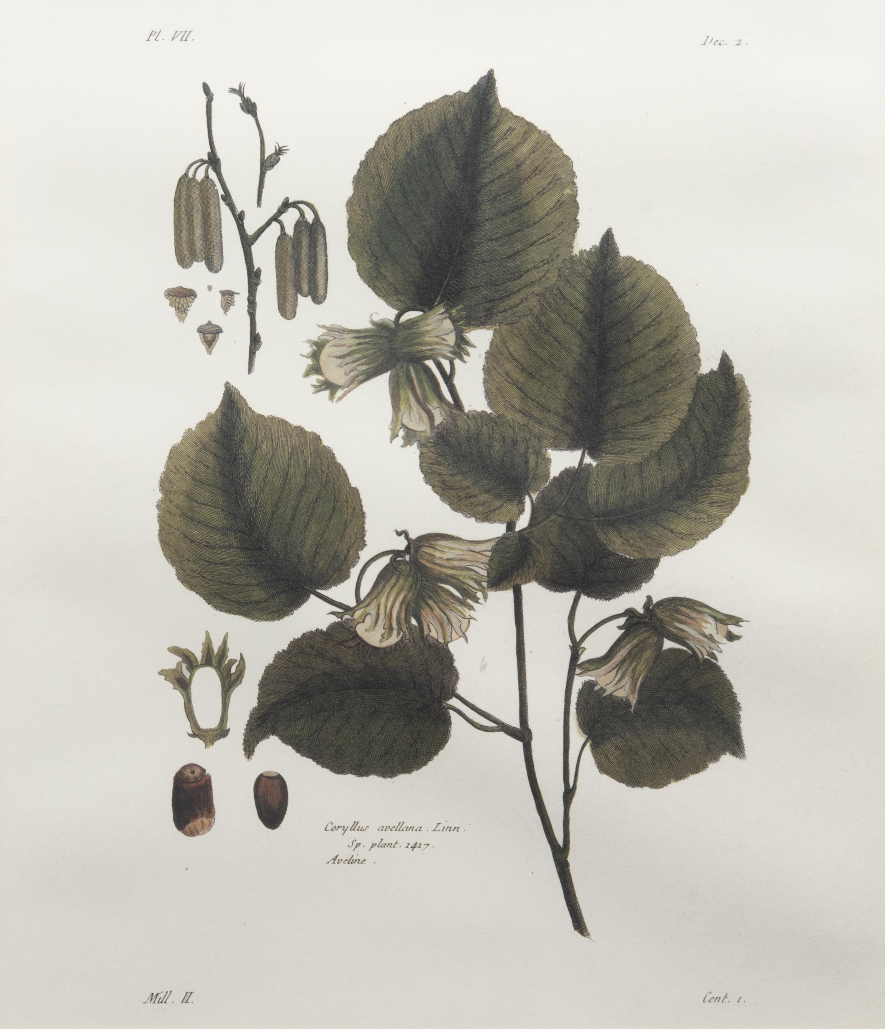 Two Framed Botanical Prints