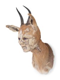 Untitled (Gazelle)
