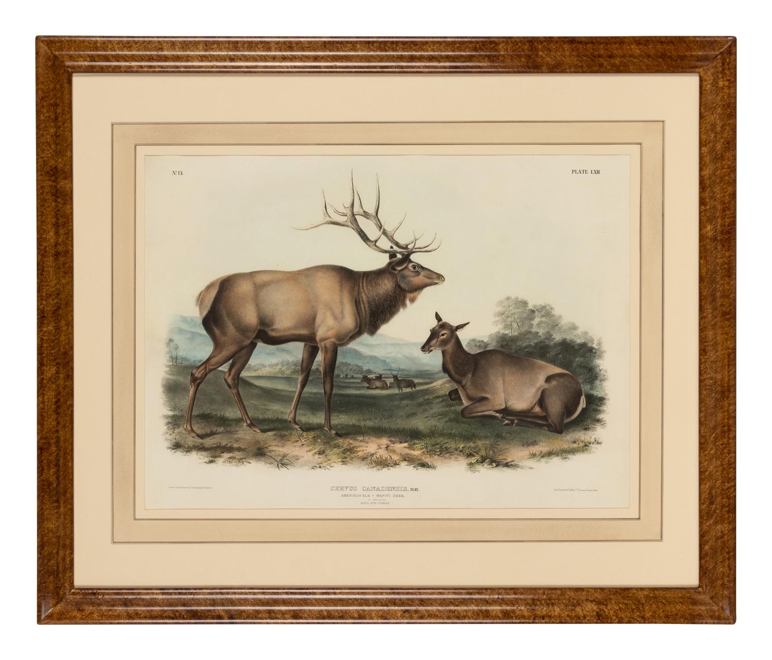 AUDUBON, John James (1785-1851). Pair of lithographs with hand-coloring from Quadrupeds of America , J. T. Bowen , on wove paper, comprising: