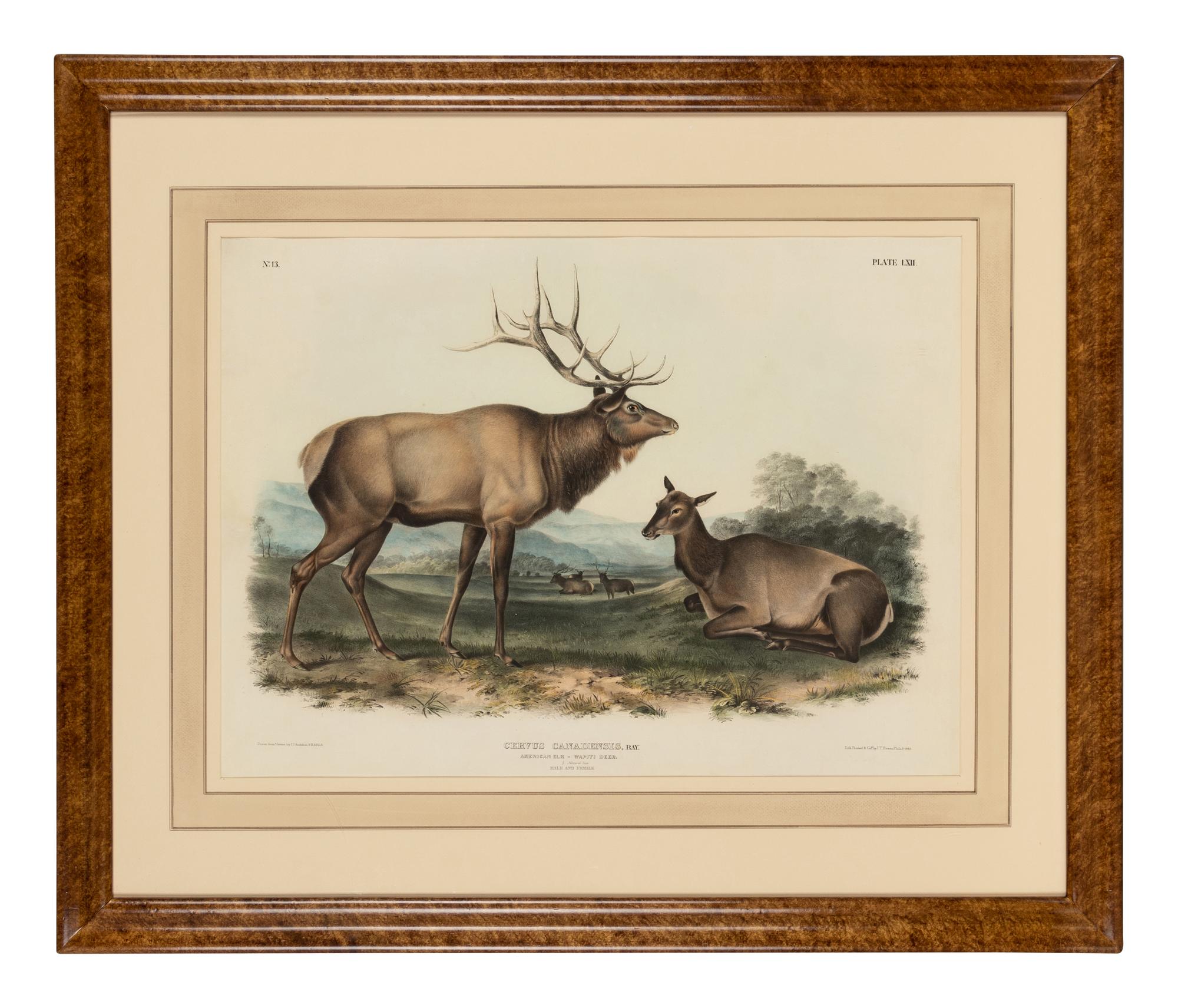 AUDUBON, John James (1785-1851). Pair of lithographs with hand-coloring from Quadrupeds of America , J. T. Bowen , on wove paper, comprising: