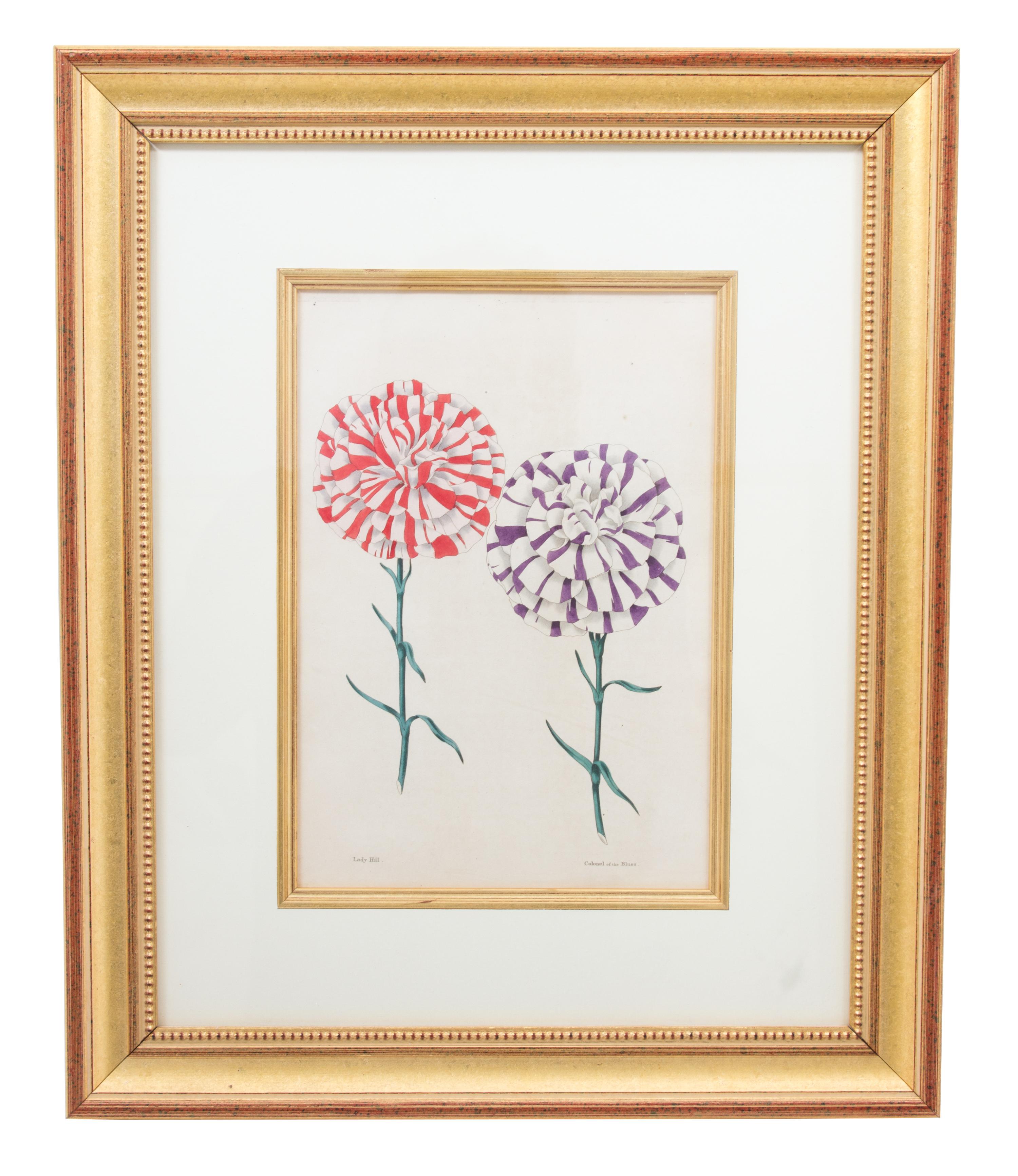 A Group of Four Hand-Colored Engravings from Sir John Paxton Framed 18 x 14 1/2 inches. — 19TH CENTURY