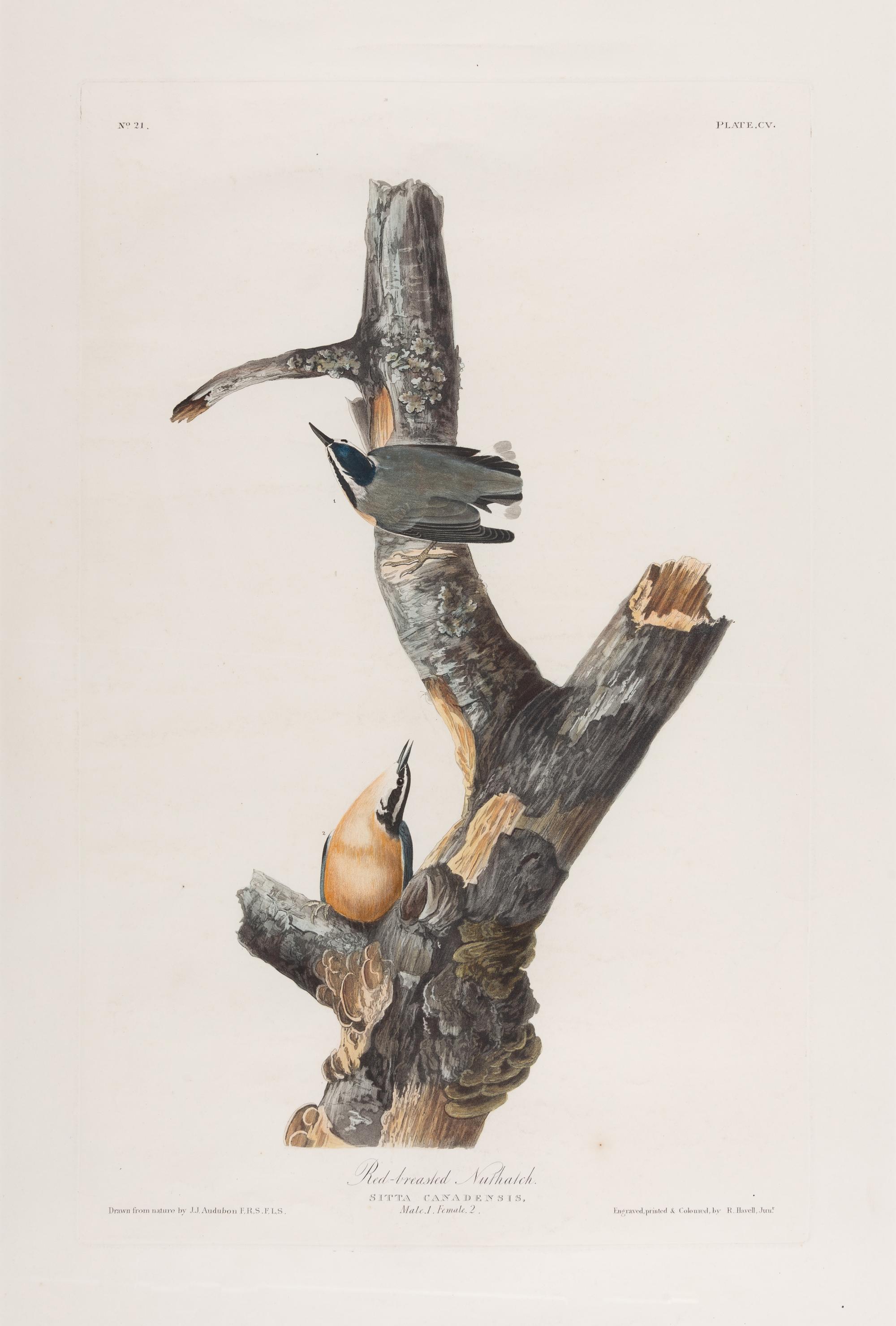 AUDUBON, John James (1785-1851).