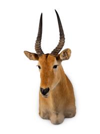 A Shoulder Mount Taxidermy Puku