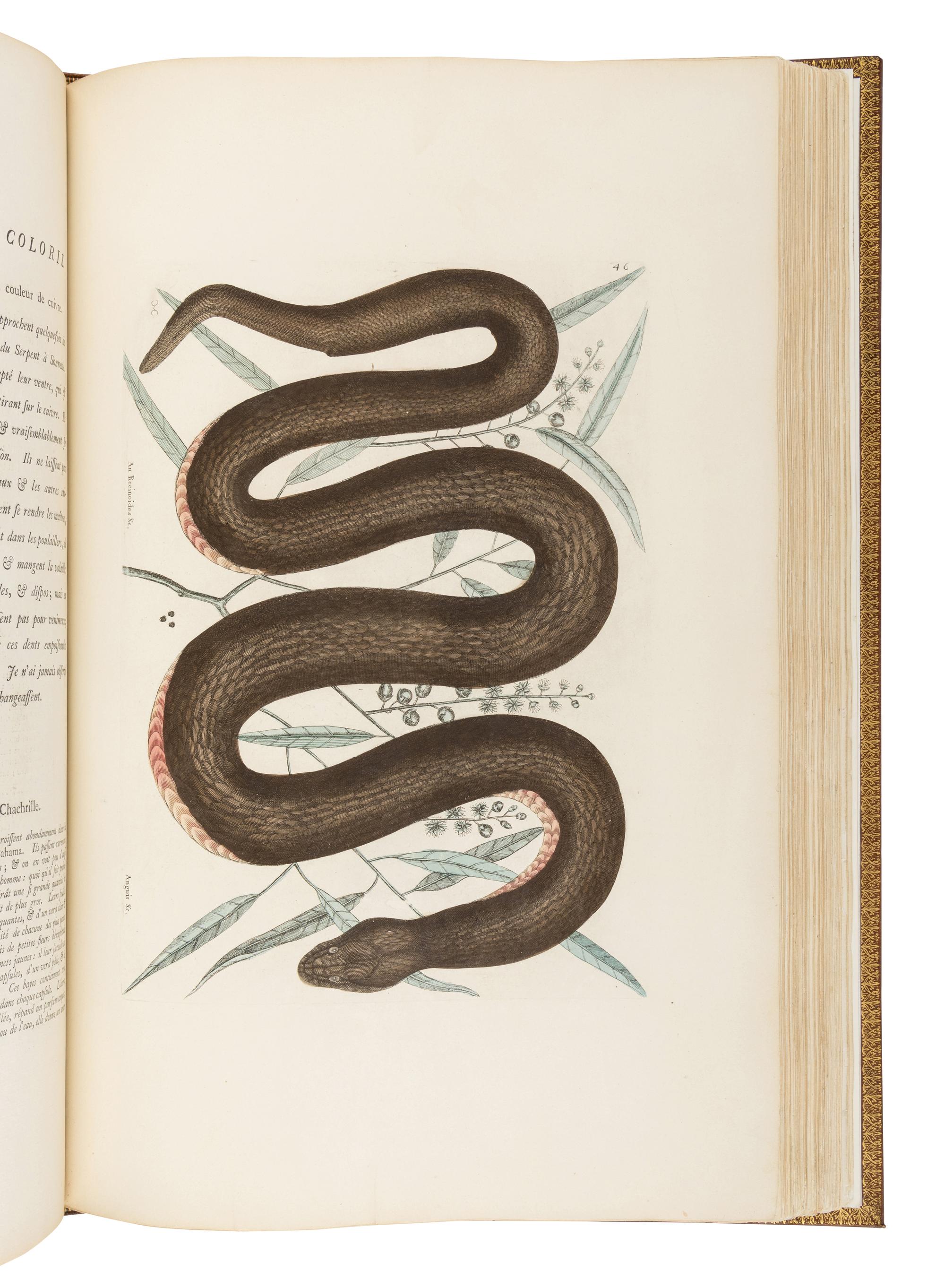 CATESBY, Mark (ca 1679-1749). The Natural History of Carolina, Florida, and the Bahama Islands: containing the figures of Birds, Beasts, Fishes, Serpents, Insects, and Plants: Particularly, those not hitherto described, or incorrectly figured by former Authors, with their Descriptions in English and French. To which is prefixed, a new and correct Map of the Countries; with Observations to their Natural State, Inhabitants, and Productions... Revised by Mr. [George] Edwards. London: Printed for Benjamin White, 1771 [map and plates watermarked 1815-16].