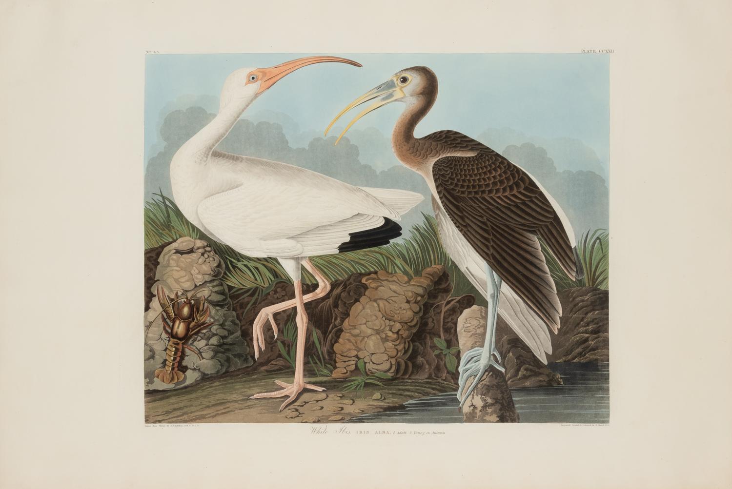 AUDUBON, John James (1785-1851)