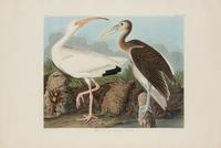AUDUBON, John James (1785-1851)