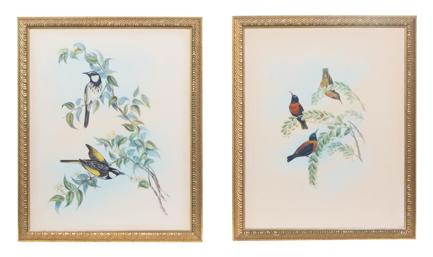 Two Ornithological Hand Colored Lithographs