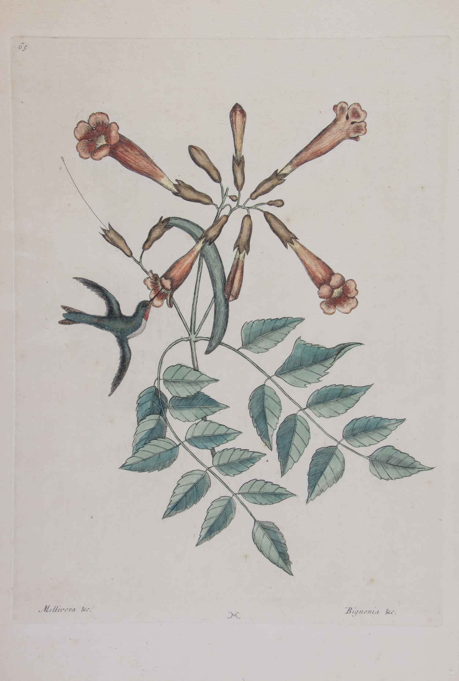 Mark Catesby, (English, 1683-1749), Four works: The Ground Dove, The Banana Sparrow, The Crested Flycatcher, and The Hummingbird, from