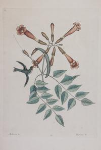 Mark Catesby, (English, 1683-1749), Four works: The Ground Dove, The Banana Sparrow, The Crested Flycatcher, and The Hummingbird, from