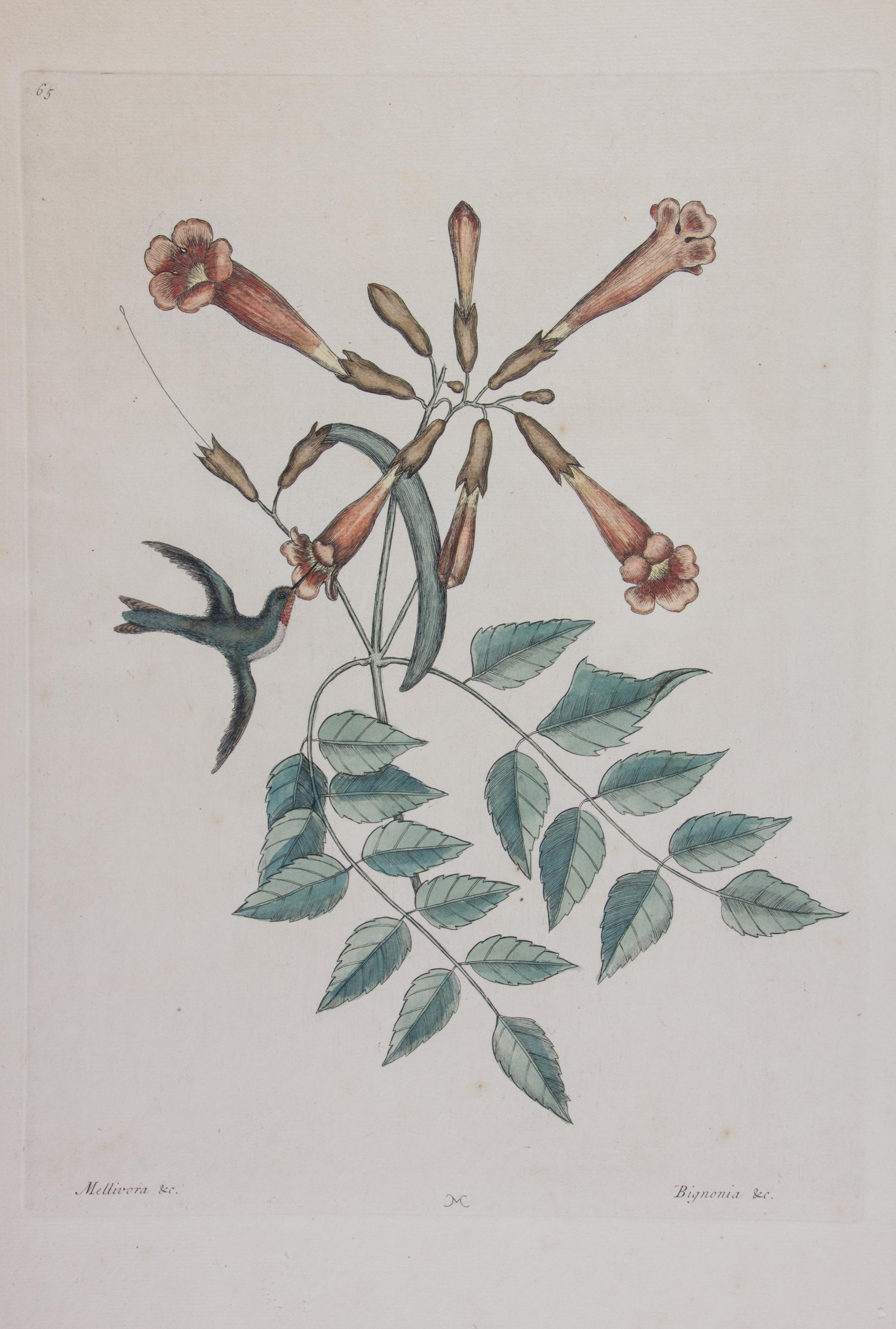 Mark Catesby, (English, 1683-1749), Four works: The Ground Dove, The Banana Sparrow, The Crested Flycatcher, and The Hummingbird, from