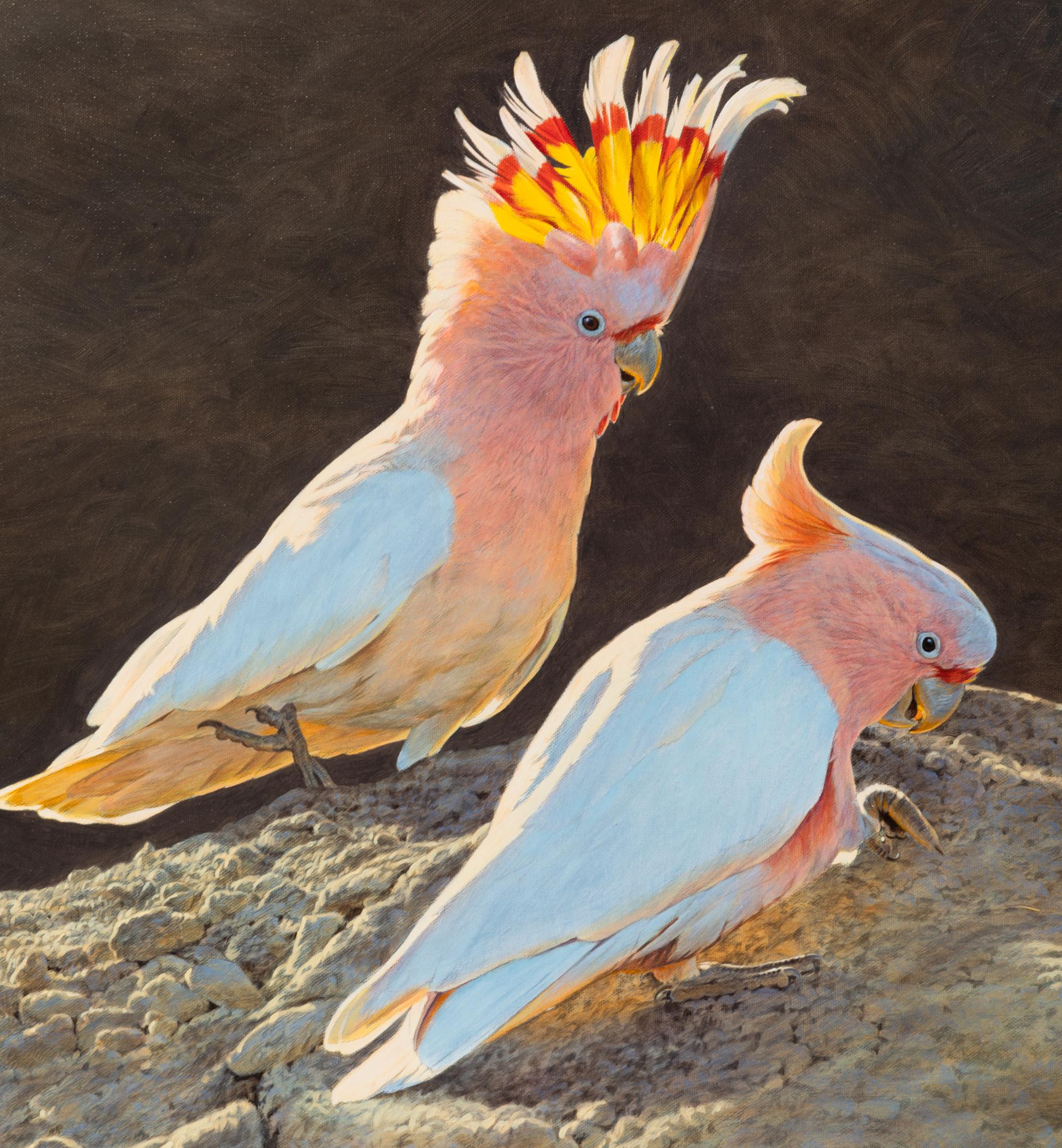 Major Mitchell's Pink Cockatoos , 2001