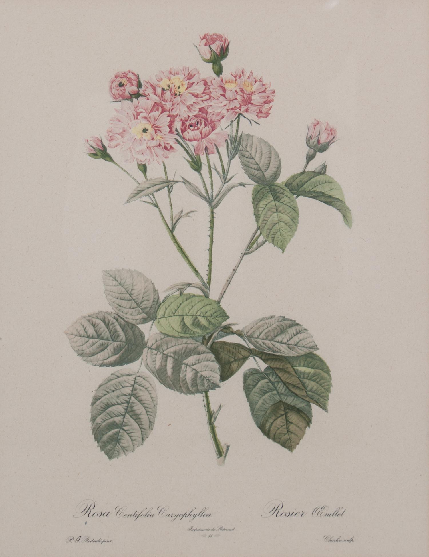 A Set of Four Handcolored Botanical Engravings Height of frames 21 x width 17 inches.