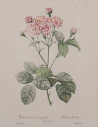 A Set of Four Handcolored Botanical Engravings Height of frames 21 x width 17 inches.