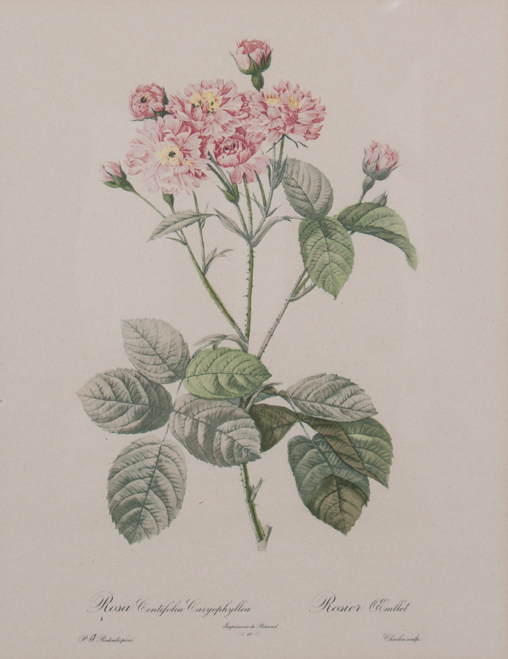 A Set of Four Handcolored Botanical Engravings Height of frames 21 x width 17 inches.