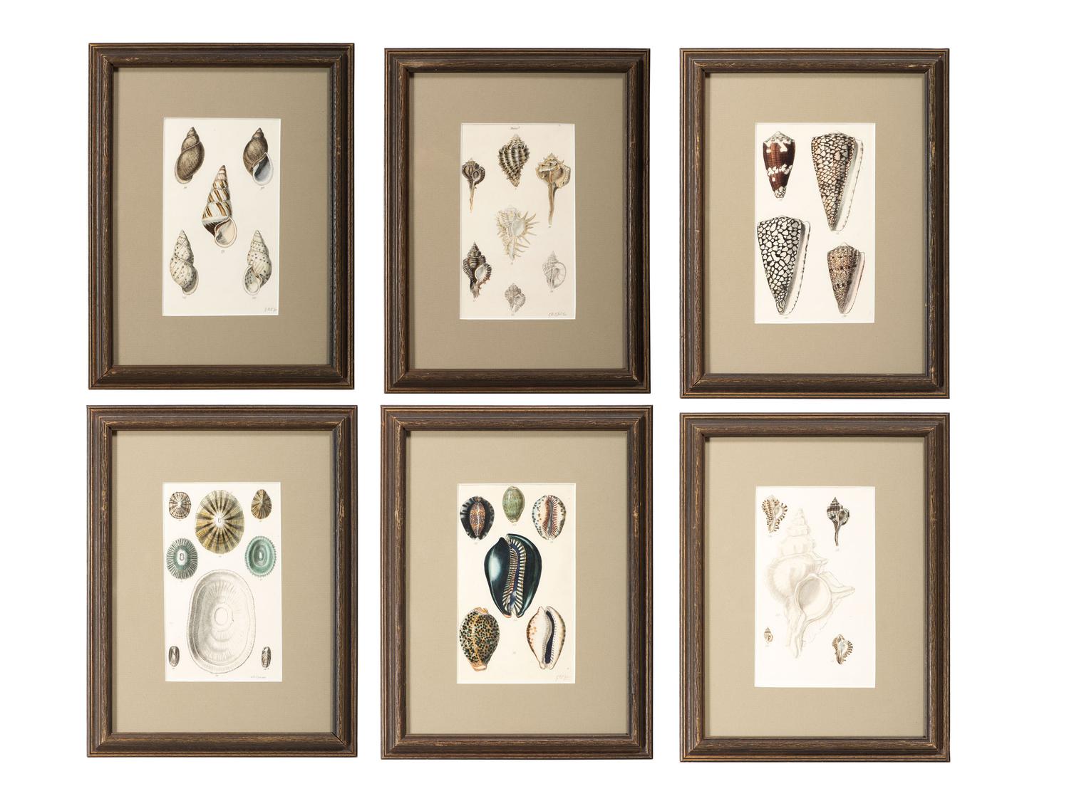 Thirteen Hand-Colored Shell Engravings