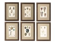 Thirteen Hand-Colored Shell Engravings