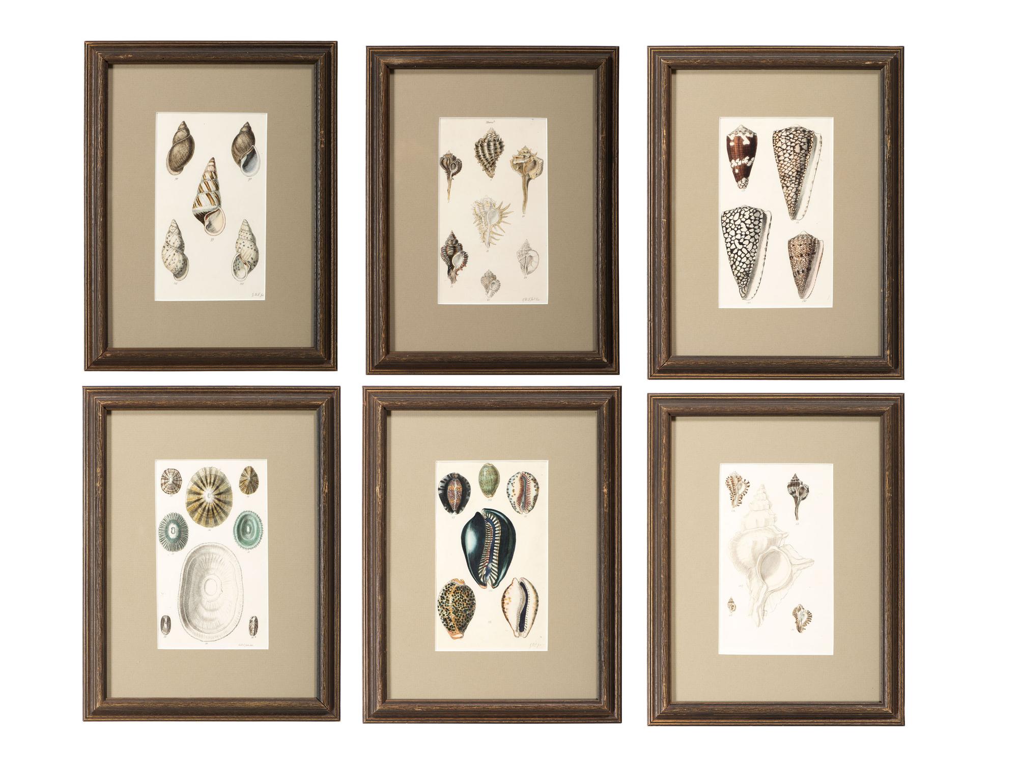 Thirteen Hand-Colored Shell Engravings