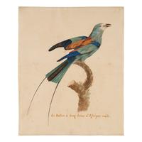 After Jacques Barraband, 19th Century — Le rollier à longs brins d'Afrique male