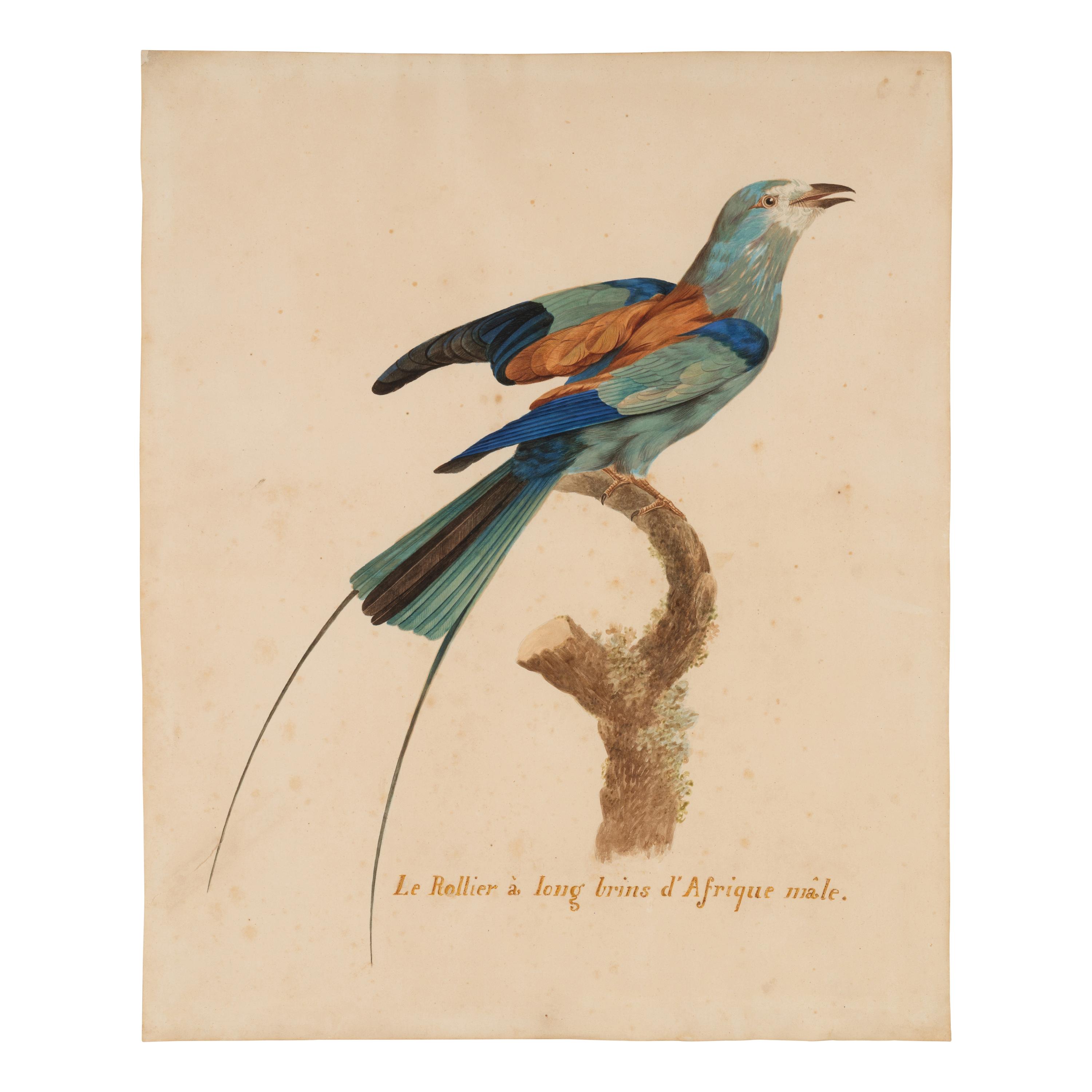 After Jacques Barraband, 19th Century — Le rollier à longs brins d'Afrique male