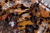 Fossilized Collawood