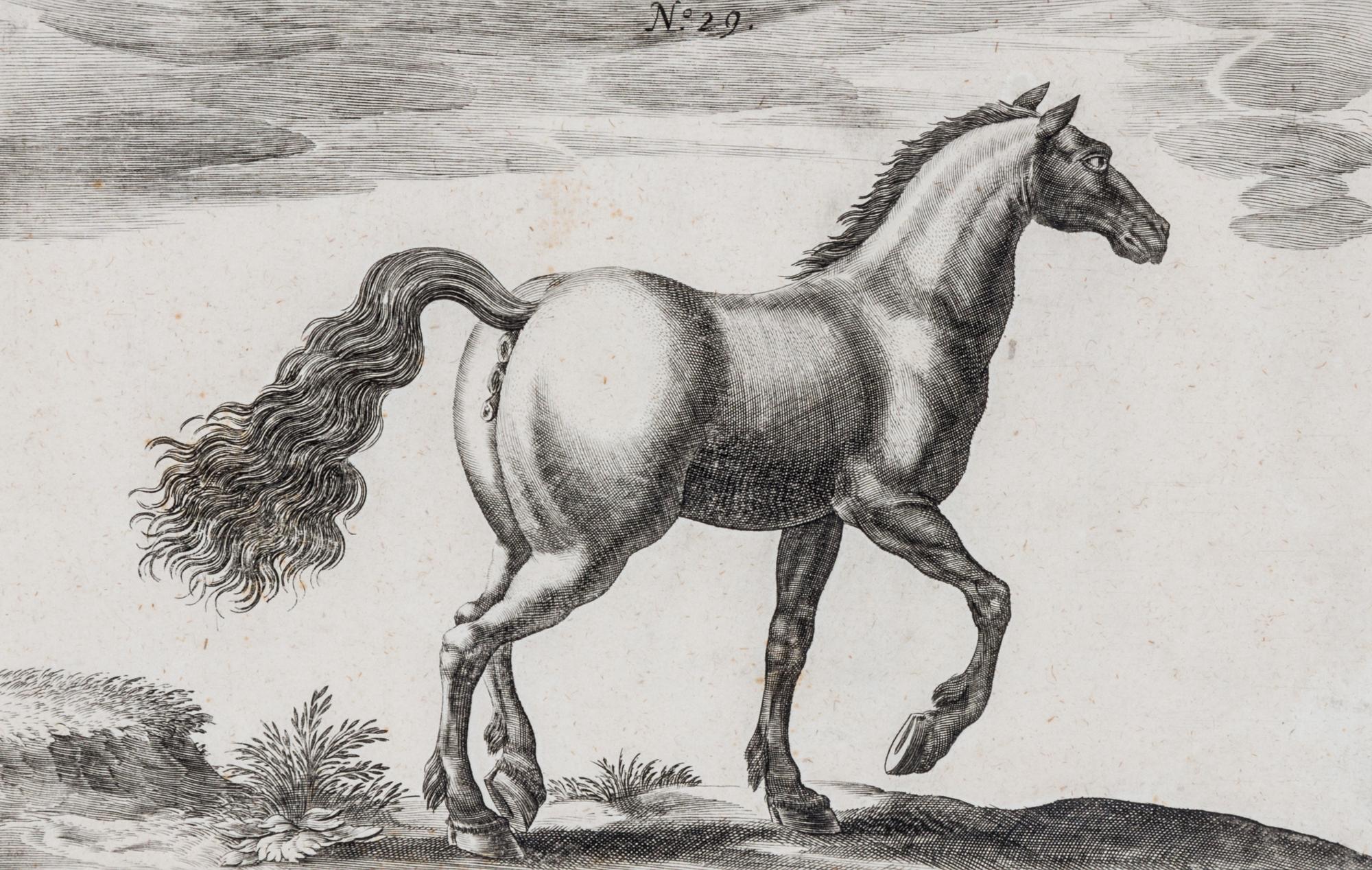 Artists Unknown, (17th/18th century), Horse, Horse and Rider and Horses (three works)