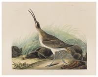 AUDUBON, John James (1785-1851)