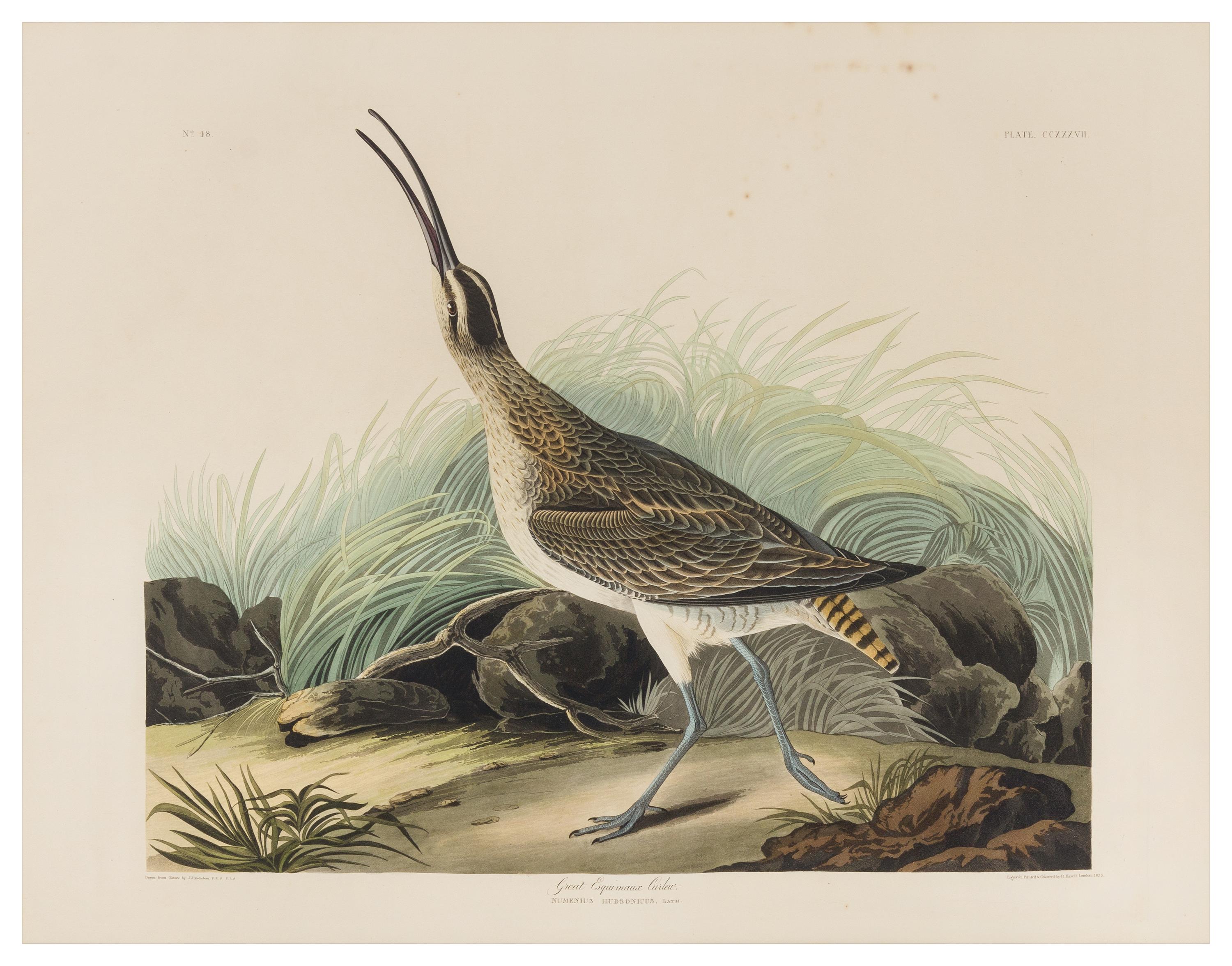 AUDUBON, John James (1785-1851)