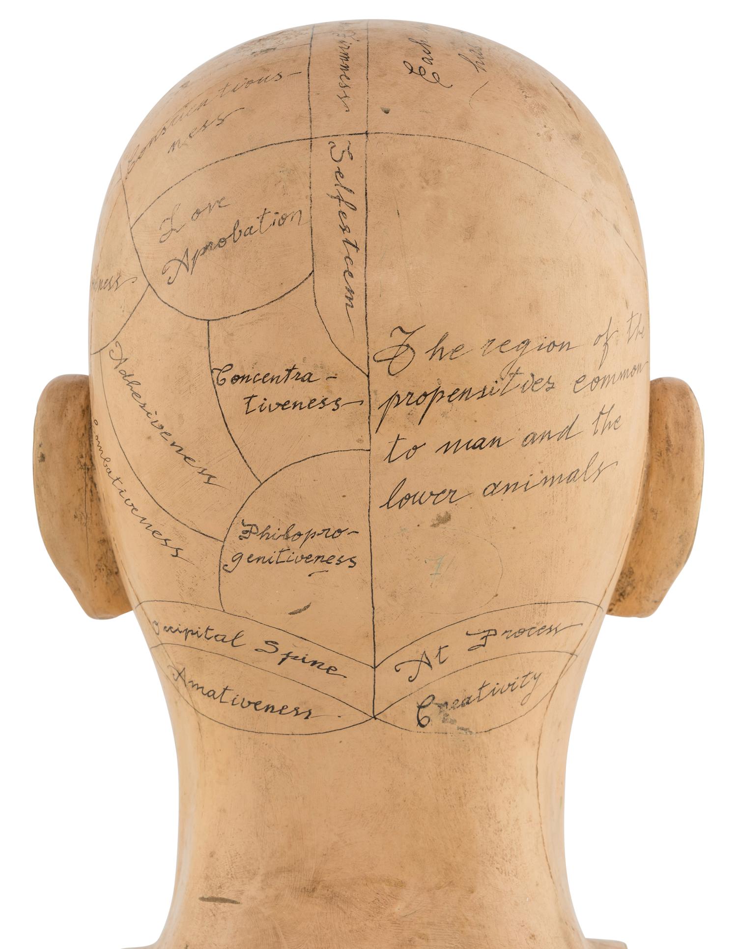 A Carved and Painted Wood Phrenology Head