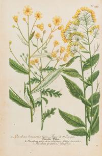 A Group of Six Hand-Colored Botanical Engravings from Johann Weinmann's Phytanthoza Iconographia — CIRCA 1740