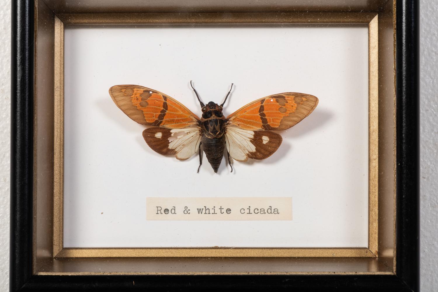 Thirty-One Framed Lepidopterological Specimens