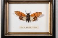 Thirty-One Framed Lepidopterological Specimens