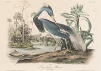 [Natural History] Audubon, John James. Group of 10 prints from the octavo "Birds of America"