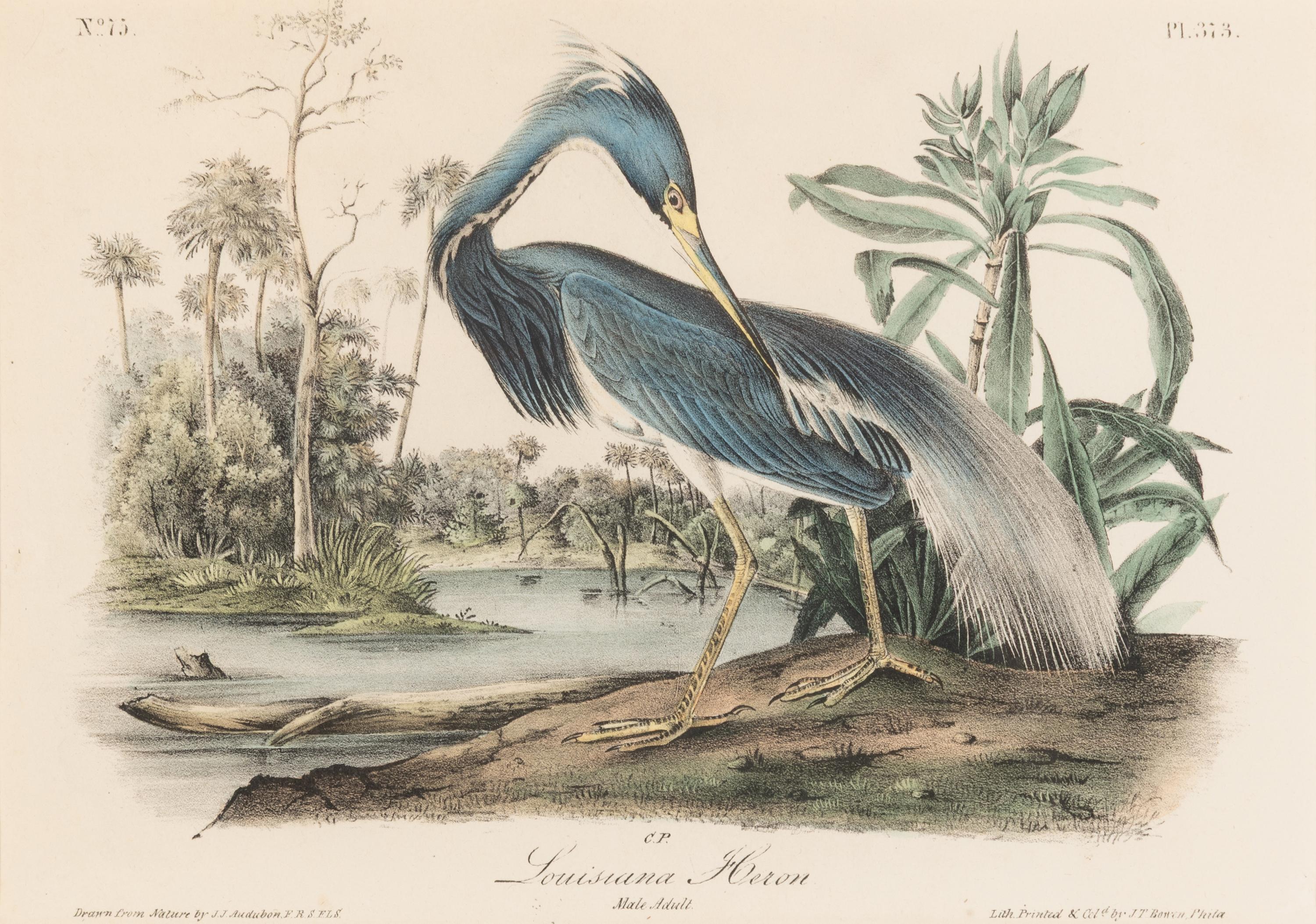 [Natural History] Audubon, John James. Group of 10 prints from the octavo "Birds of America"