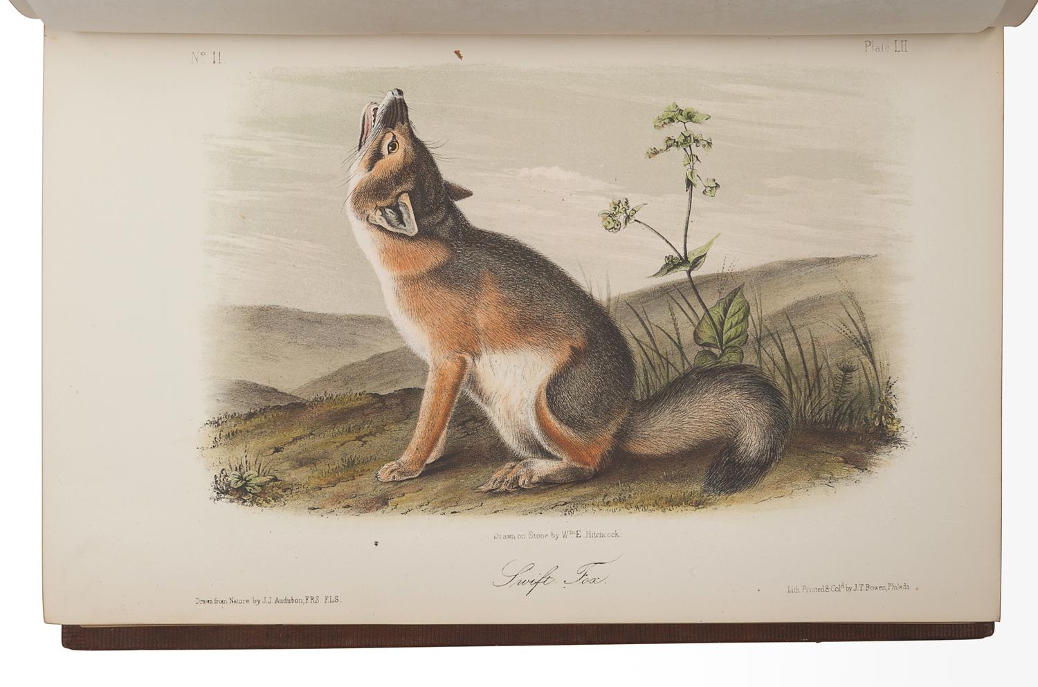 AUDUBON, John James (1785-1851). The Birds of America, from Drawings Made in the United States and their Territories . New York: J.J. Audubon; Philadelphia: J.B. Chevalier, [1839-] 1840-1844. -- AUDUBON, John James and John BACHMAN (1790-1874). The Quadrupeds of North America . New York: V.G. Audubon, 1849-1854.