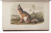 AUDUBON, John James (1785-1851). The Birds of America, from Drawings Made in the United States and their Territories . New York: J.J. Audubon; Philadelphia: J.B. Chevalier, [1839-] 1840-1844. -- AUDUBON, John James and John BACHMAN (1790-1874). The Quadrupeds of North America . New York: V.G. Audubon, 1849-1854.
