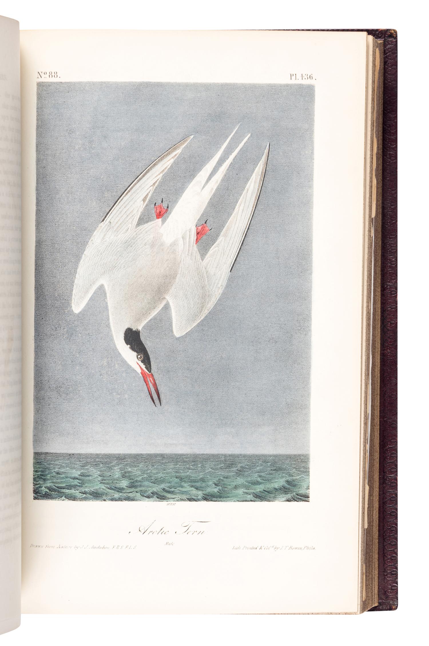 AUDUBON, John James (1785-1851). The Birds of America, from Drawings Made in the United States and their Territories . New York: J.J. Audubon; Philadelphia: J.B. Chevalier, [1839-] 1840-1844.