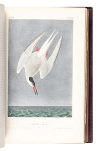 AUDUBON, John James (1785-1851). The Birds of America, from Drawings Made in the United States and their Territories . New York: J.J. Audubon; Philadelphia: J.B. Chevalier, [1839-] 1840-1844.