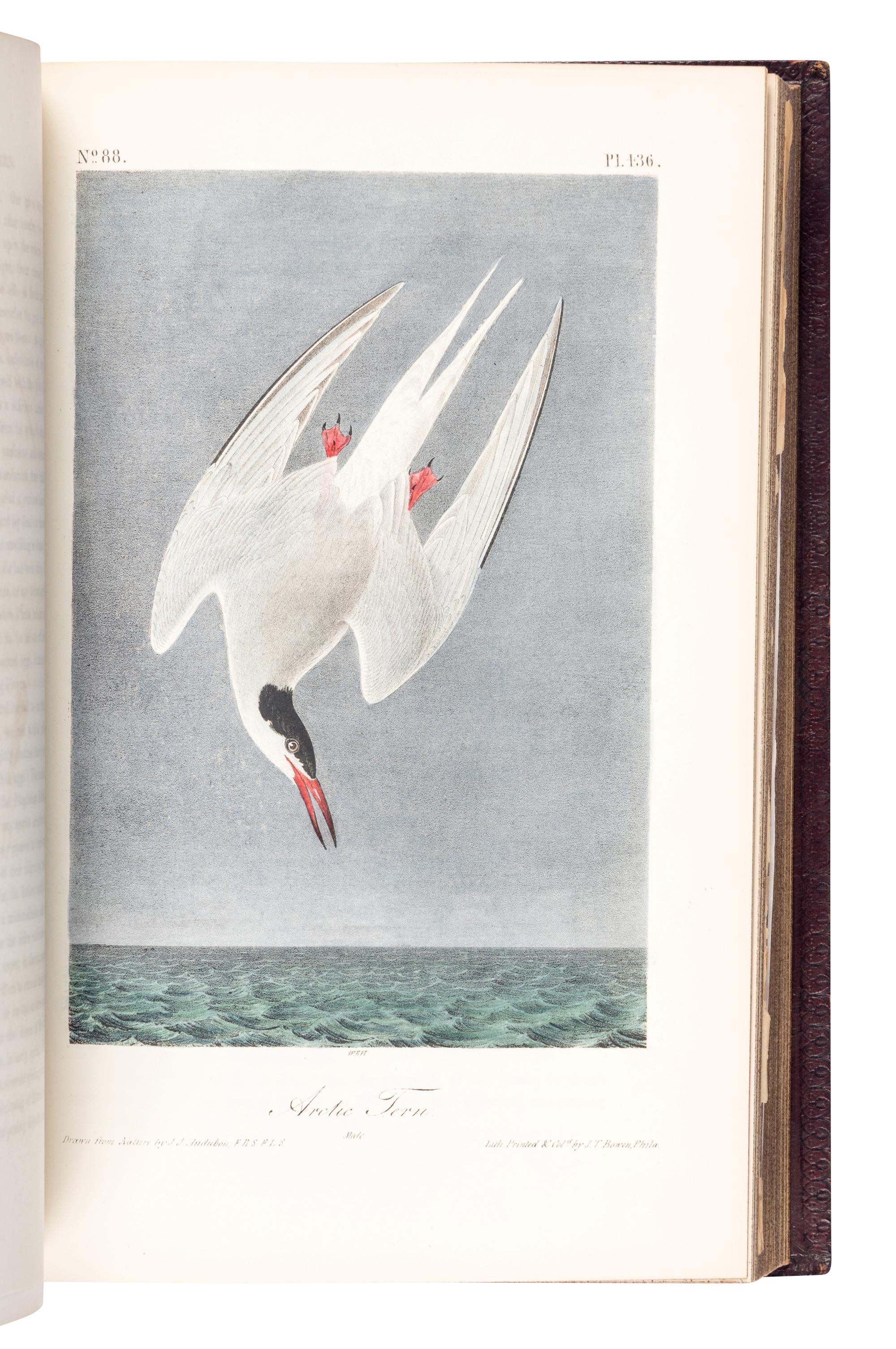 AUDUBON, John James (1785-1851). The Birds of America, from Drawings Made in the United States and their Territories . New York: J.J. Audubon; Philadelphia: J.B. Chevalier, [1839-] 1840-1844.