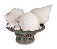 A Collection of Large Shells