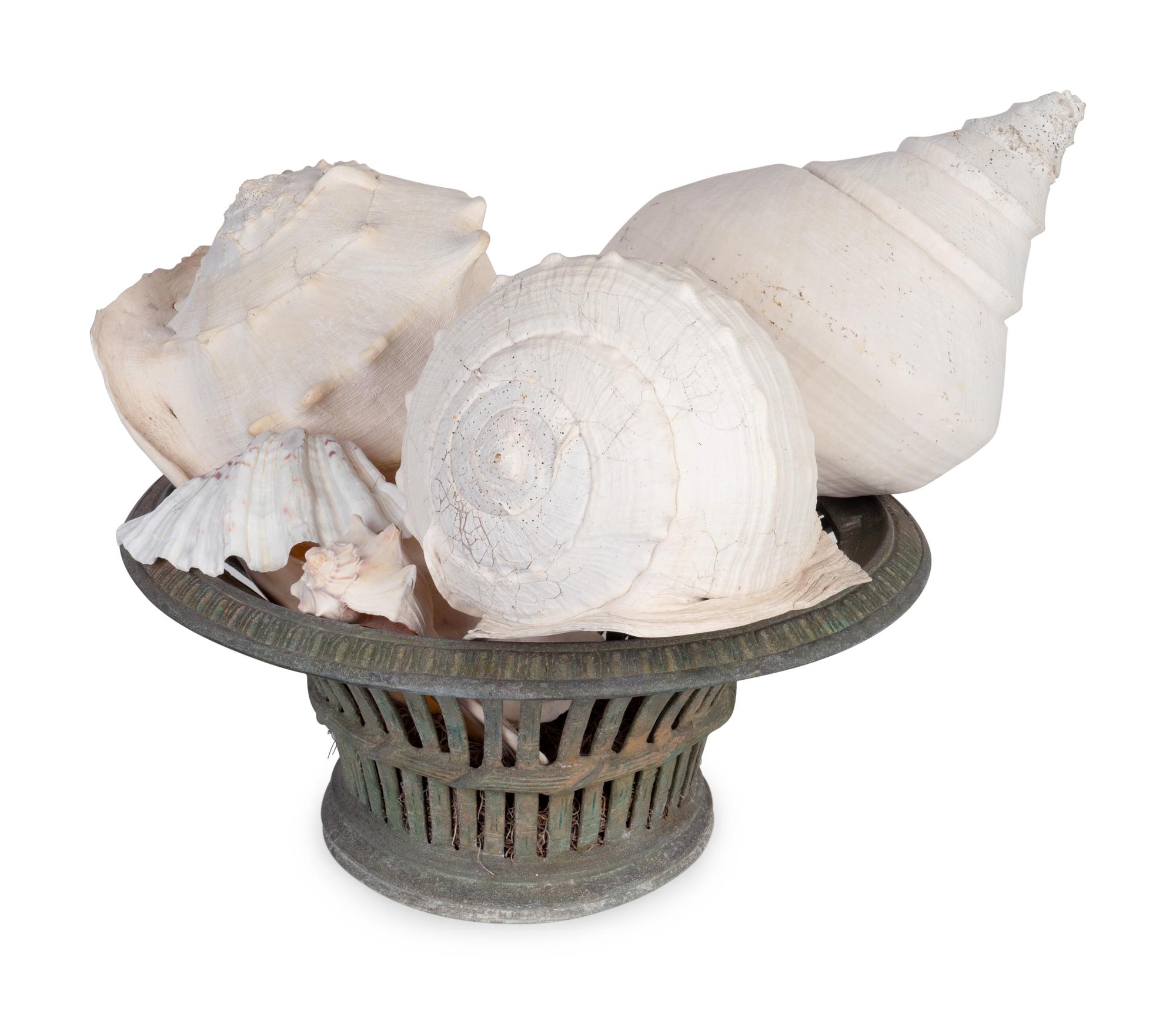 A Collection of Large Shells