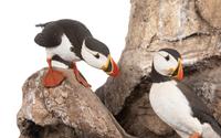 Atlantic Puffins , 1986