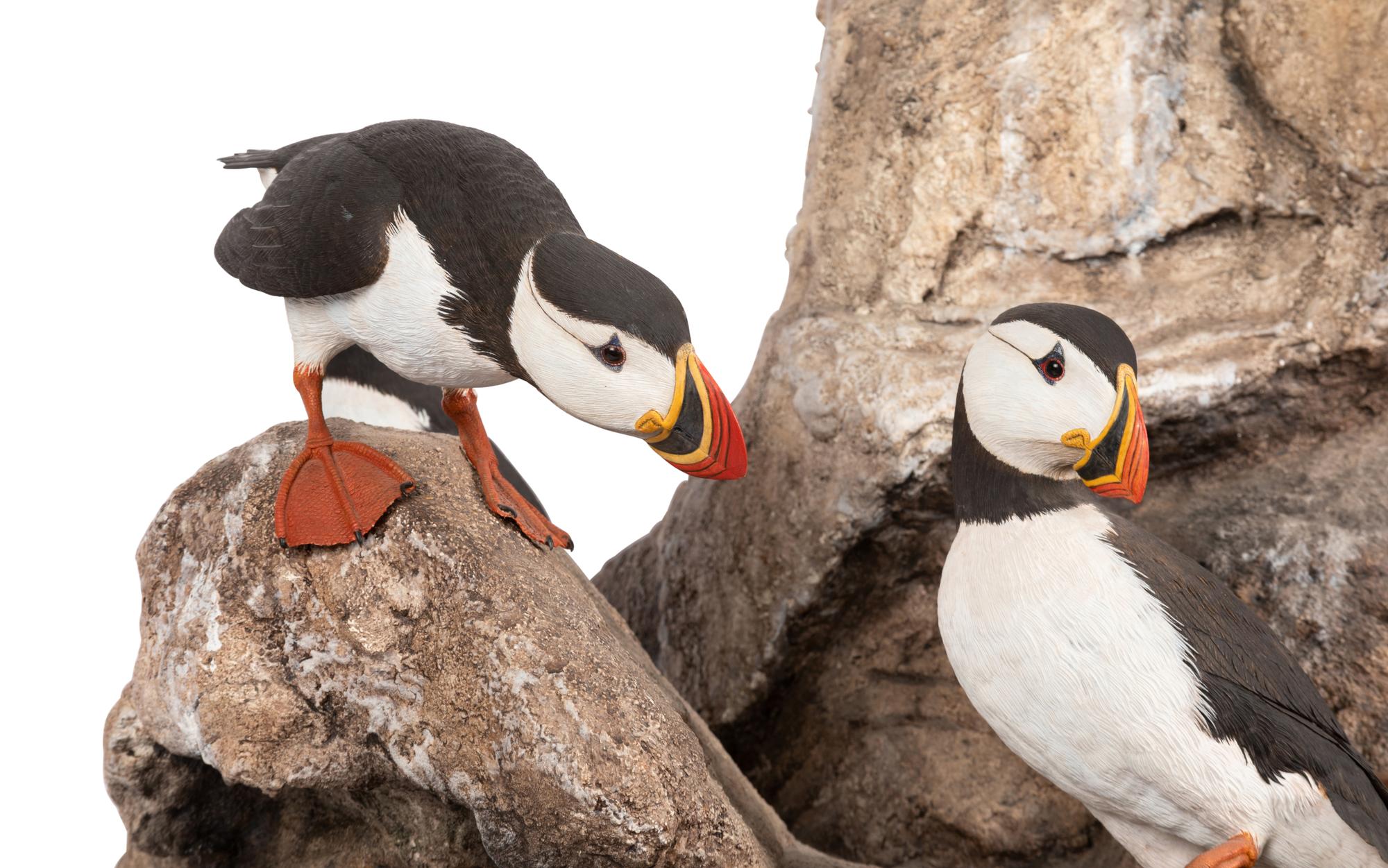 Atlantic Puffins , 1986